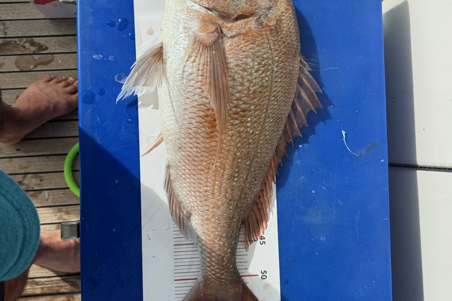 Brian Moss caught this 57.5cm Snapper at Northland during The Export NZ Fishing Competition