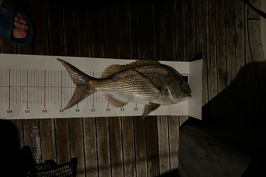 Julie Hill caught this 40.5cm Snapper at Northland during The Export NZ Fishing Competition