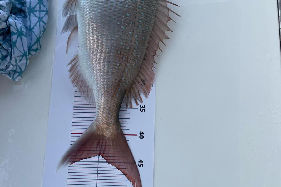 Brad Wilkins caught this 44.0cm Snapper at Northland during The Export NZ Fishing Competition