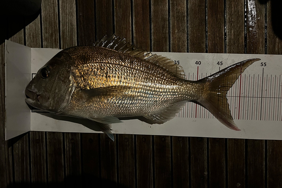 Evan Thomas caught this 47.0cm Snapper at Northland during The Export NZ Fishing Competition
