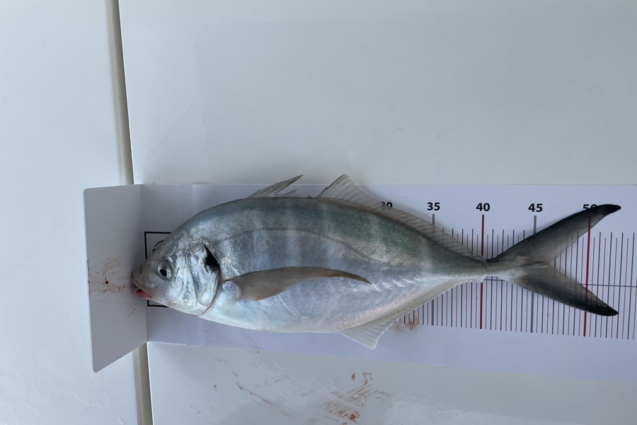 Mikayla Binns caught this 46.5cm Trevally at Northland during The Export NZ Fishing Competition