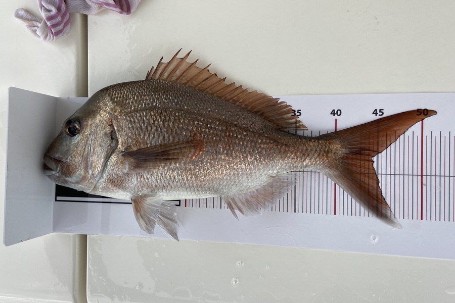 Kerry Bins caught this 44.5cm Snapper at Northland during The Export NZ Fishing Competition