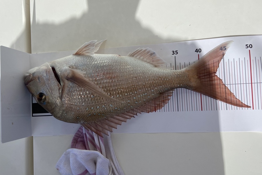 larry Binns caught this 43.0cm Snapper at Northland during The Export NZ Fishing Competition