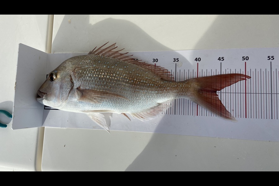 larry Binns caught this 44.0cm Snapper at Northland during The Export NZ Fishing Competition