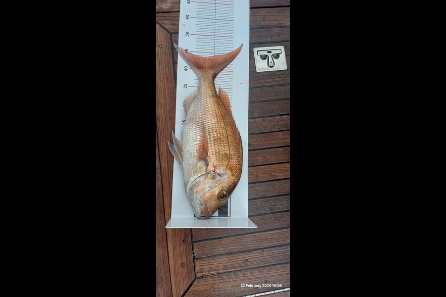 Mick Jepson caught this 44.0cm Snapper at Northland during The Export NZ Fishing Competition