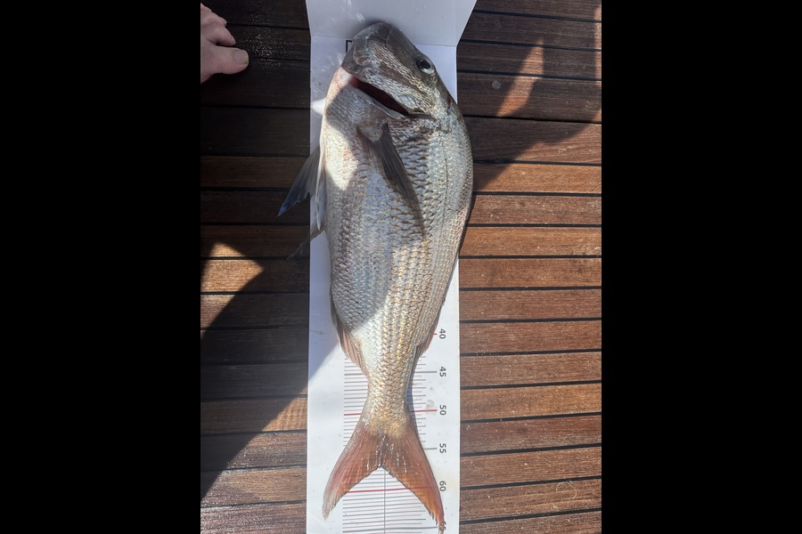 Mick Jepson caught this 57.0cm Snapper at Northland during The Export NZ Fishing Competition