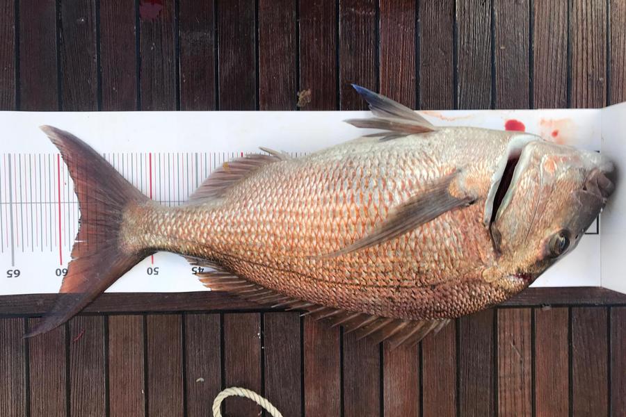 Wati  Ruwhiu  caught this 58.0cm Snapper at Northland during The Export NZ Fishing Competition