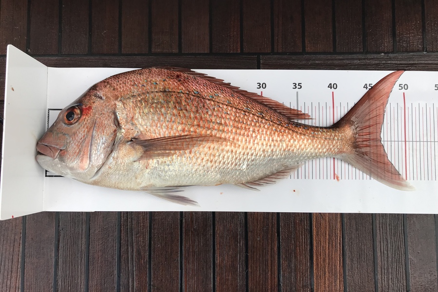 Wati  Ruwhiu  caught this 46.5cm Snapper at Northland during The Export NZ Fishing Competition