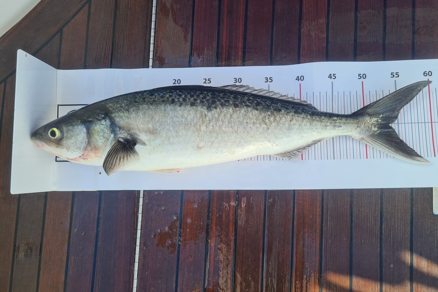 Wayne Raftery caught this 54.0cm Kahawai at Northland during The Export NZ Fishing Competition
