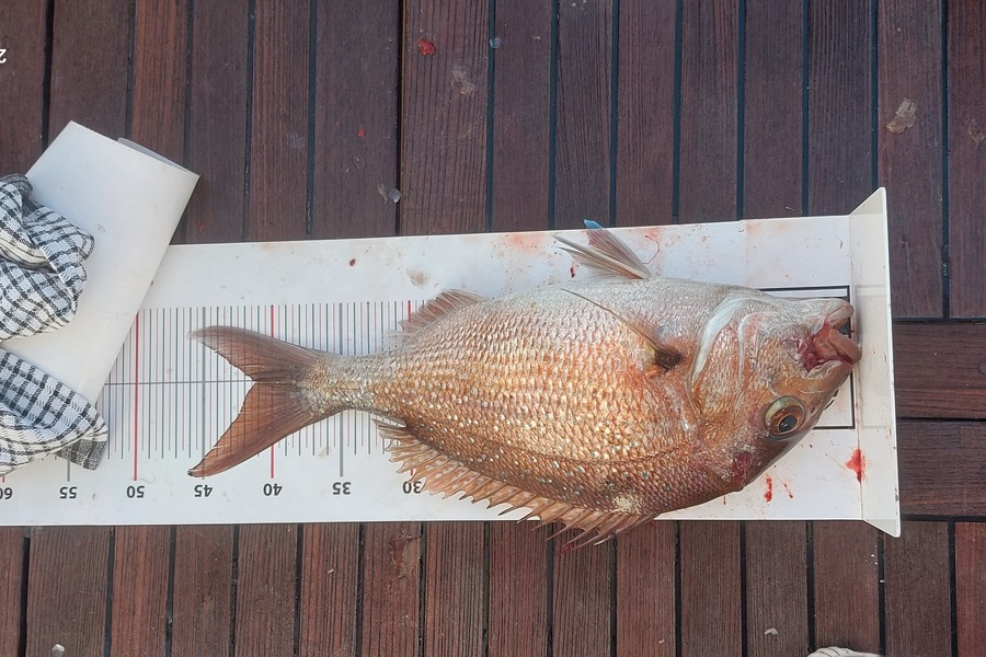 Andrew Hayes caught this 41.0cm Snapper at Northland during The Export NZ Fishing Competition