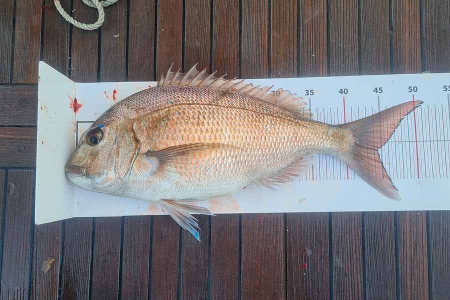 Wayne Raftery caught this 44.5cm Snapper at Northland during The Export NZ Fishing Competition
