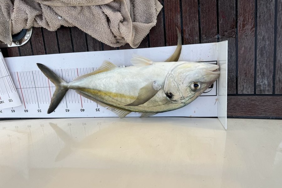 Bryce Wainhouse caught this 47.5cm Trevally at Northland during The Export NZ Fishing Competition