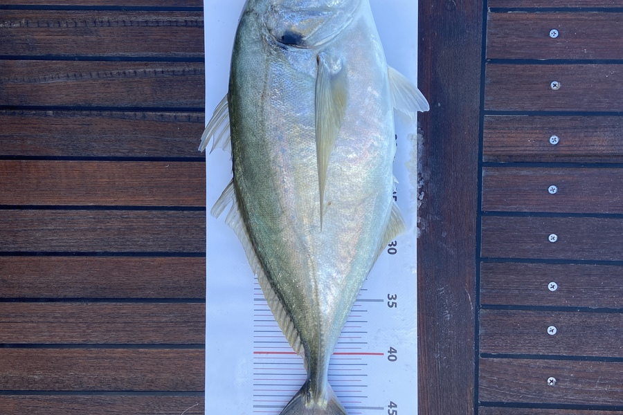 Barbara Townshend caught this 46.5cm Trevally at Northland during The Export NZ Fishing Competition