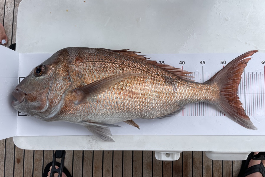 Craig Torckler caught this 53.0cm Snapper at Northland during The Export NZ Fishing Competition