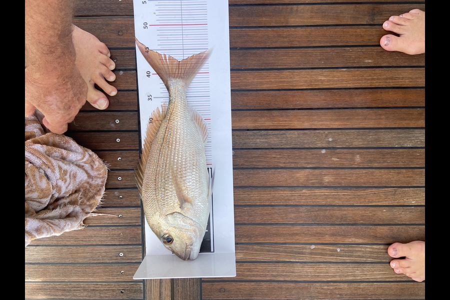 Barbara Townshend caught this 42.5cm Snapper at Northland during The Export NZ Fishing Competition