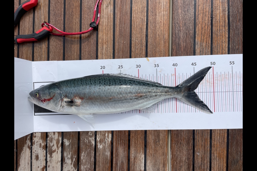 Craig Torckler caught this 45.0cm Kahawai at Northland during The Export NZ Fishing Competition