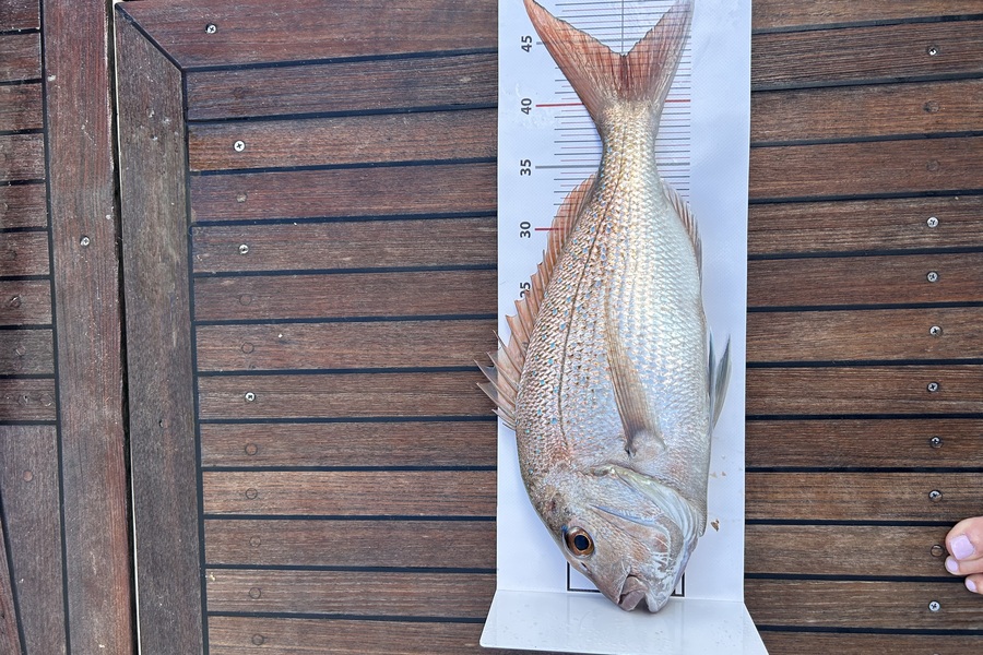 Peter Dalgety caught this 44.0cm Snapper at Northland during The Export NZ Fishing Competition