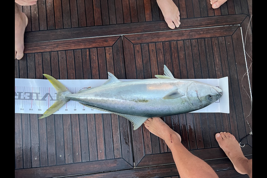 Tom Barnes caught this 96.0cm Kingfish at Northland during The Export NZ Fishing Competition