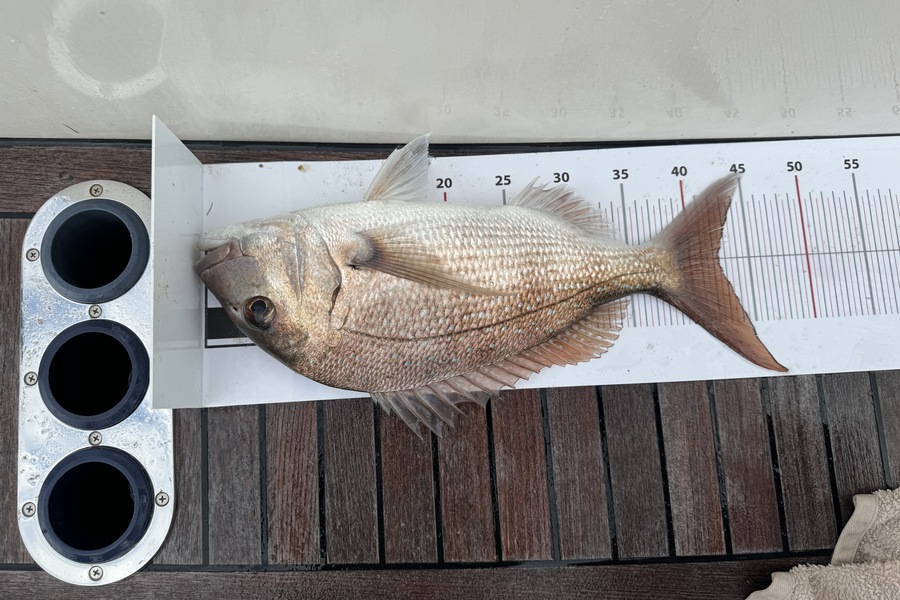Sean Wainhouse caught this 42.5cm Snapper at Northland during The Export NZ Fishing Competition