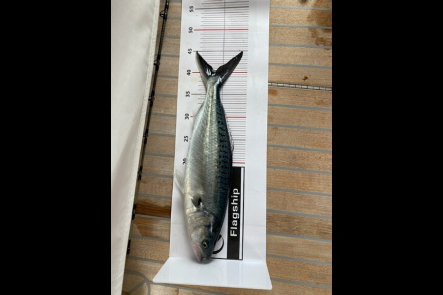 Paul Subritzky caught this 40.5cm Kahawai at Northland during The Export NZ Fishing Competition