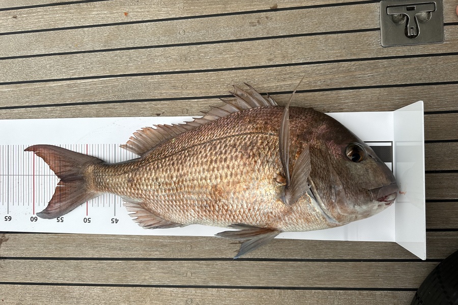 Melanie Carbines caught this 55.0cm Snapper at Northland during The Export NZ Fishing Competition