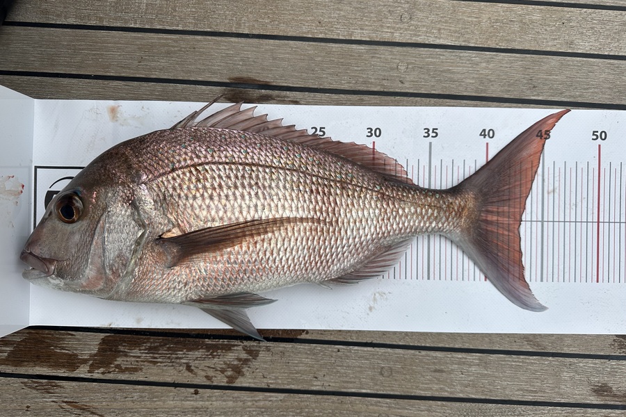Melanie Carbines caught this 43cm Snapper at Northland during The Export NZ Fishing Competition