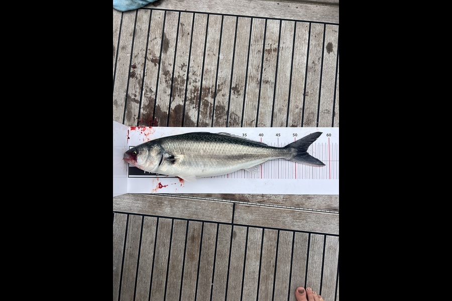Greg Honnor caught this 53.0cm Kahawai at Northland during The Export NZ Fishing Competition