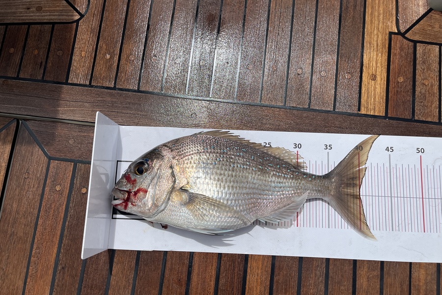 Hayden Kennedy caught this 40.0cm Snapper at Northland during The Export NZ Fishing Competition