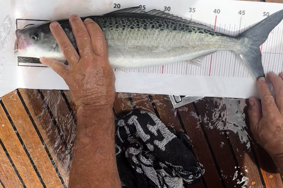 Hayden Kennedy caught this 49.5cm Kahawai at Northland during The Export NZ Fishing Competition