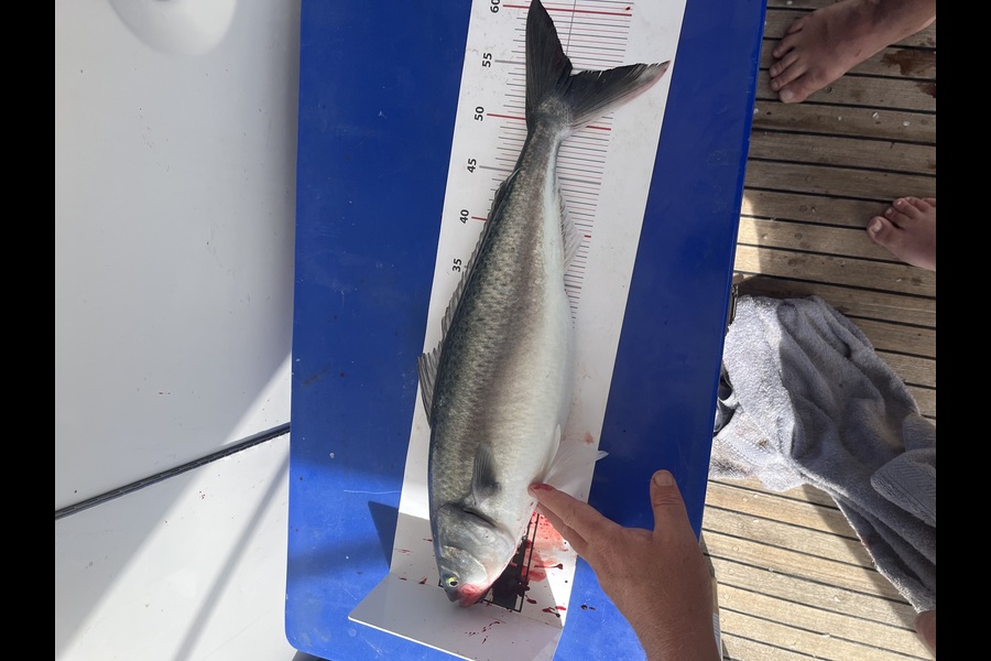 Brian Moss caught this 54.5cm Kahawai at Northland during The Export NZ Fishing Competition