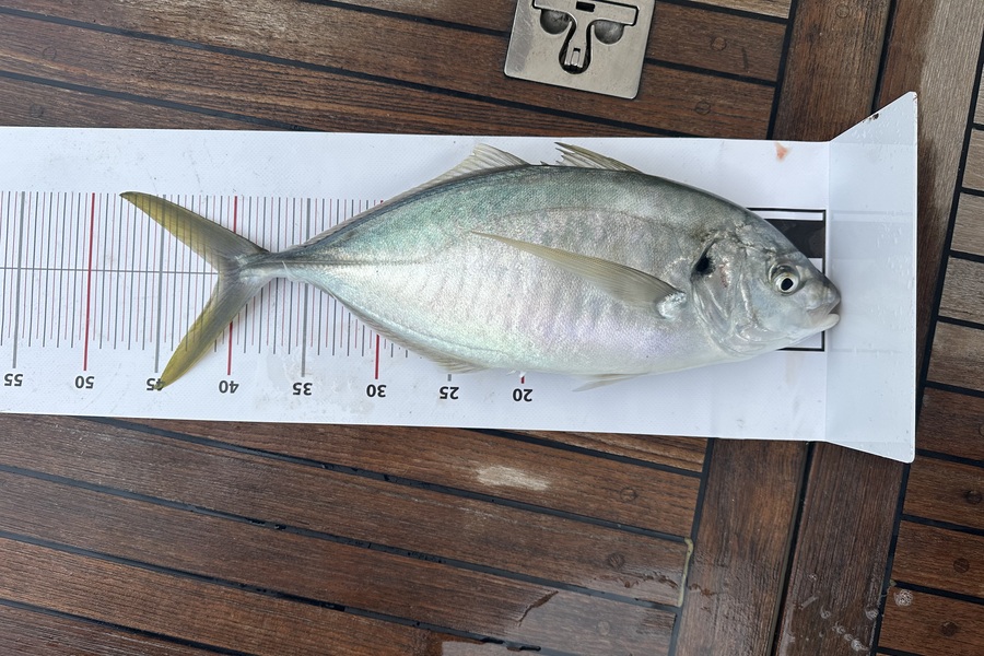 Brett Carbines caught this 41.0cm Trevally at Northland during The Export NZ Fishing Competition