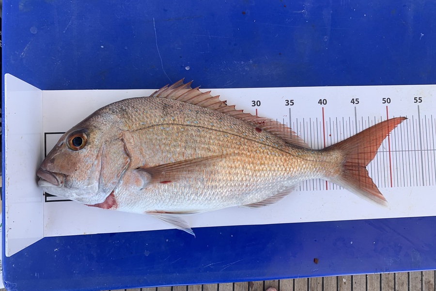 Kevin Morey caught this 46.0cm Snapper at Northland during The Export NZ Fishing Competition