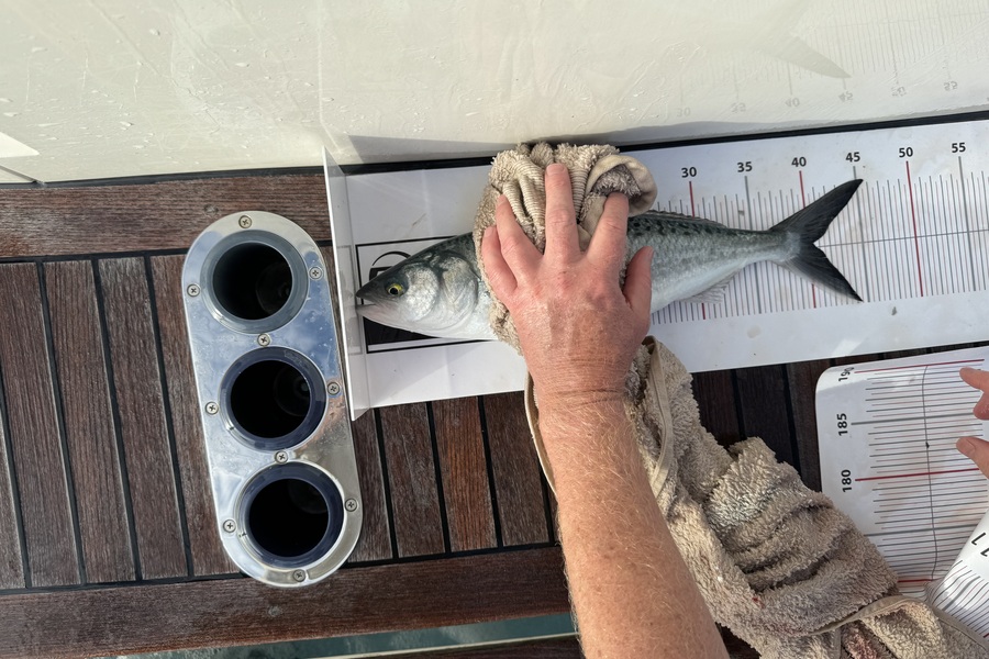 Karen Gray caught this 40.5cm Kahawai at Northland during The Export NZ Fishing Competition