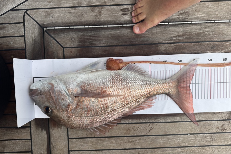 Melanie Carbines caught this 53.0cm Snapper at Northland during The Export NZ Fishing Competition