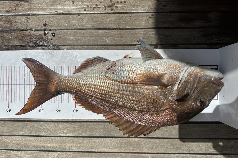 Melanie Carbines caught this 51.5cm Snapper at Northland during The Export NZ Fishing Competition
