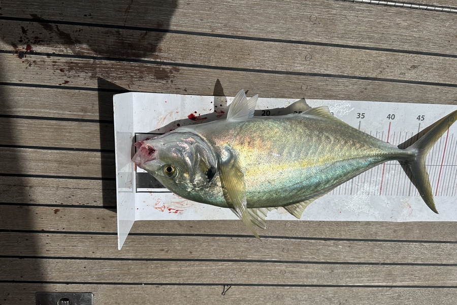 Melanie Carbines caught this 46.5cm Trevally at Northland during The Export NZ Fishing Competition