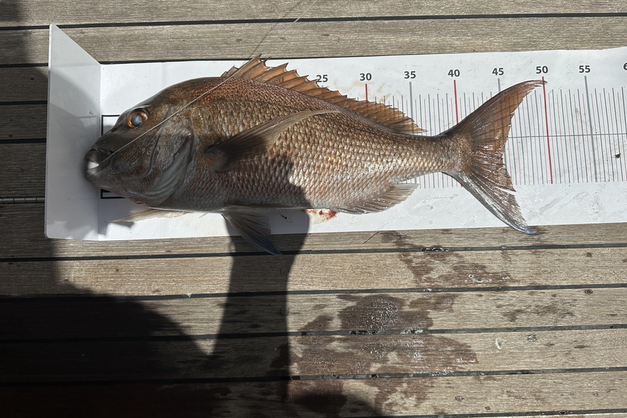 Carrie George caught this 44.5cm Snapper at Northland during The Export NZ Fishing Competition