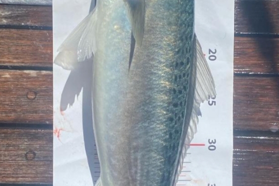 Ryan McCulloch caught this 49.5cm Kahawai at Northland during The Export NZ Fishing Competition