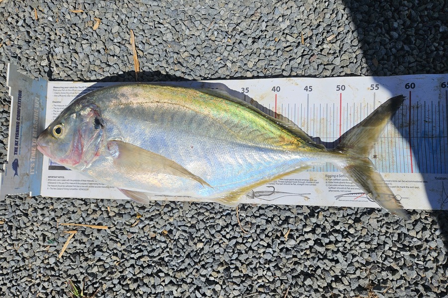 Glen Downie caught this 54.0cm Trevally at Hawkes Bay during The Export NZ Fishing Competition