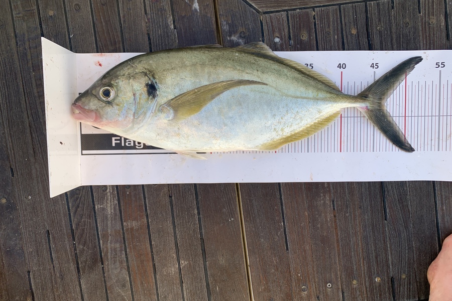 Tracy Firman caught this 46.5cm Trevally at Northland during The Export NZ Fishing Competition