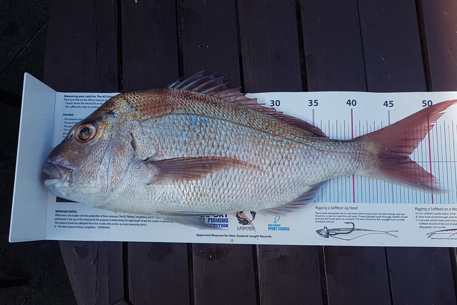 Paul  Alexander caught this 47.0cm Snapper at Northland during The Export NZ Fishing Competition