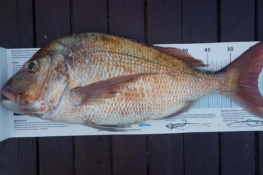 Paul  Alexander caught this 56.0cm Snapper at Northland during The Export NZ Fishing Competition