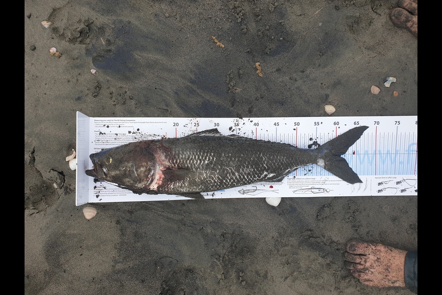 Paul Shadbolt caught this 61cm Kahawai at Manawatu during The Export NZ Fishing Competition
