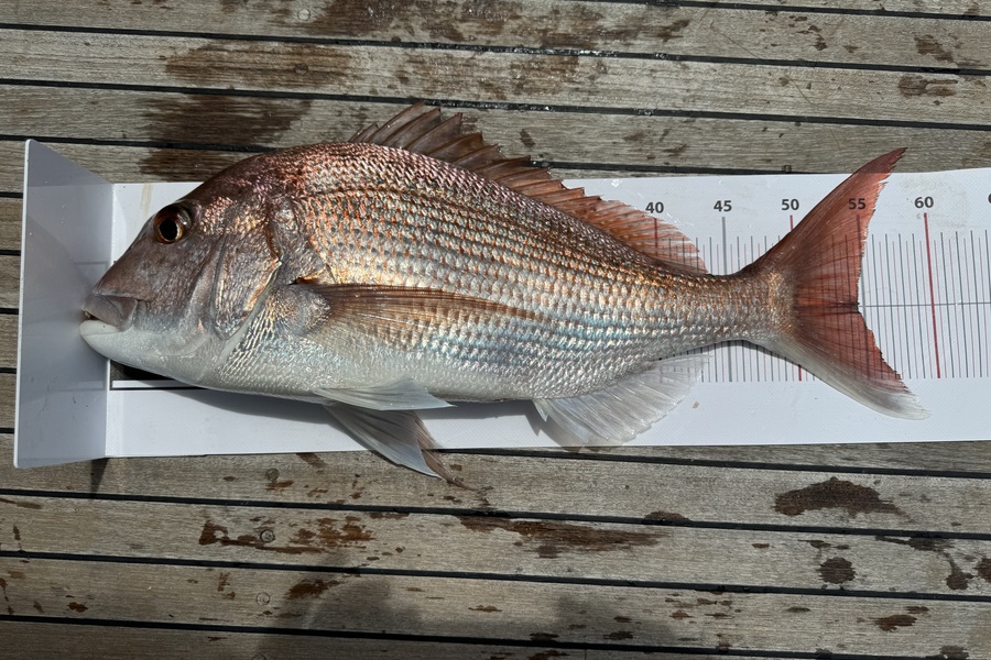 Graham Waugh caught this 54.5cm Snapper at Northland during The Export NZ Fishing Competition