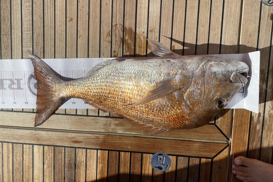 Craig Robinson caught this 80.0cm Snapper at Northland during The Export NZ Fishing Competition