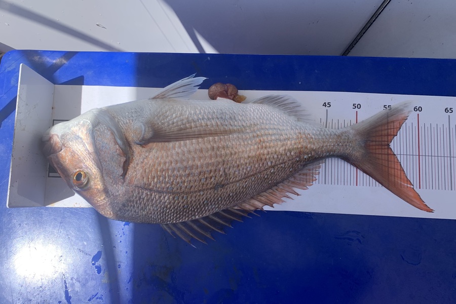 Kevin Morey caught this 55.0cm Snapper at Northland during The Export NZ Fishing Competition
