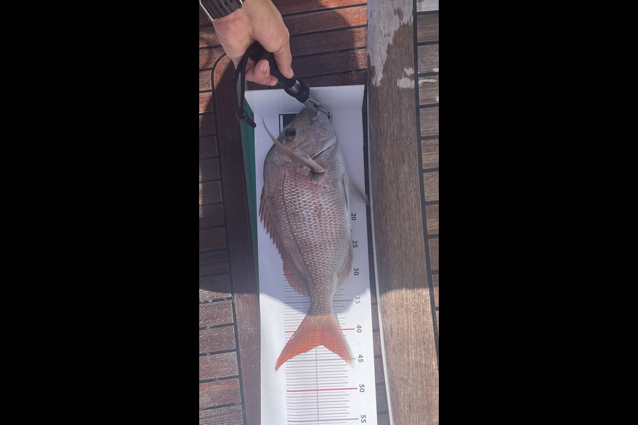Vicki West caught this 42.5cm Snapper at Northland during The Export NZ Fishing Competition