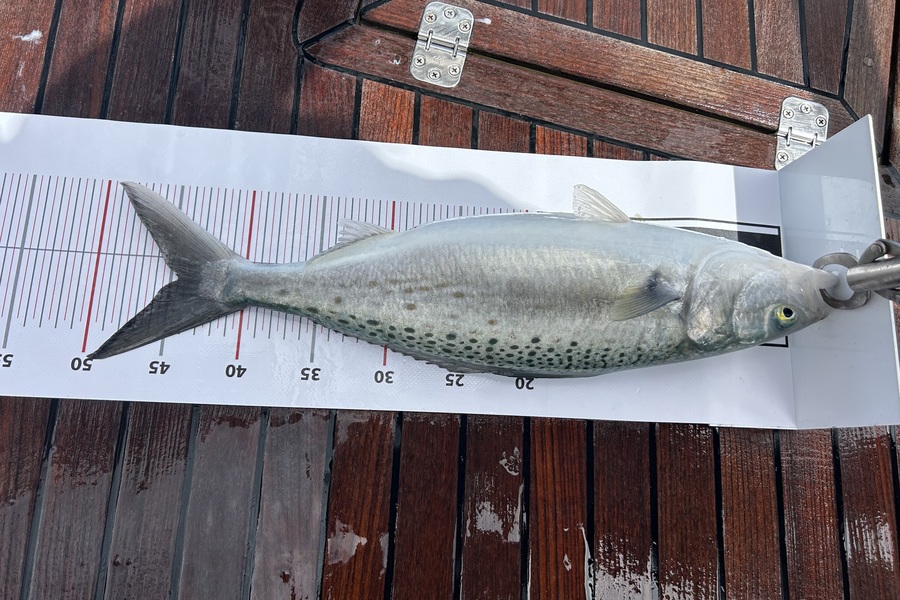 Pat West caught this 44.5cm Kahawai at Northland during The Export NZ Fishing Competition