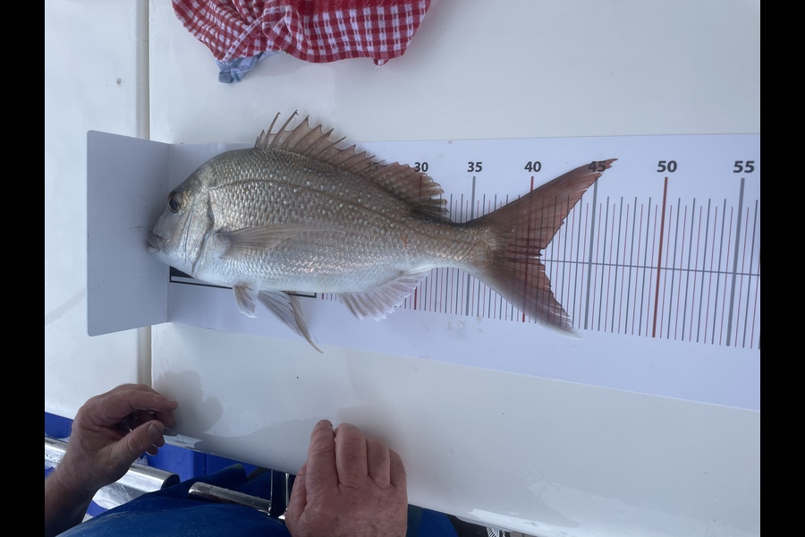 Mikayla Binns caught this 41.0cm Snapper at Northland during The Export NZ Fishing Competition