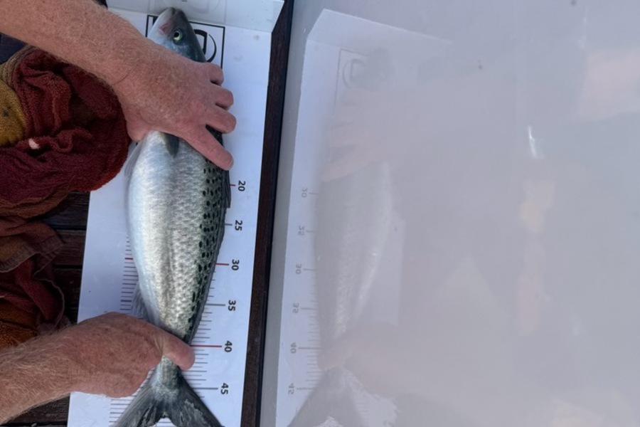 Bryce Wainhouse caught this 48.0cm Kahawai at Northland during The Export NZ Fishing Competition